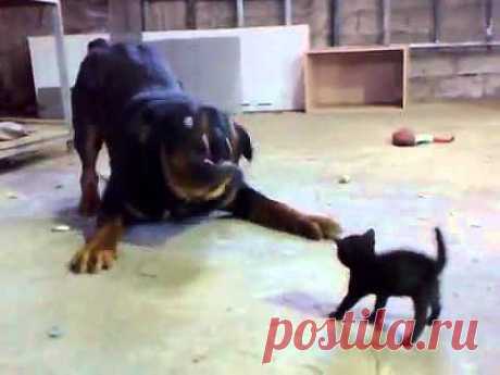 Brave Kitten Stands Up to Dog - YouTube