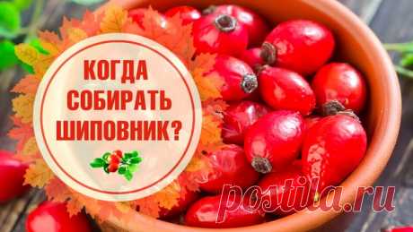 Когда собирать шиповник в 2022 году по лунному календарю? - Своими руками на даче - как посеять, сажать, ухаживать за растениями и цветами