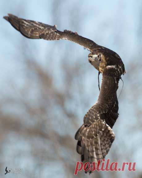 Edged Feather Photography — лейцистический краснохвостый ястреб. Она такая...