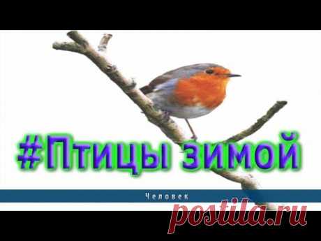 #Птицы зимой - YouTube