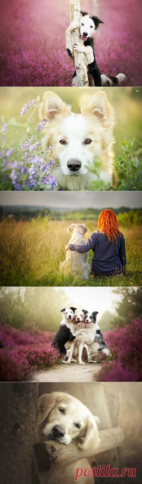 Мир собачьей души в фотографиях Алисии Змысловска