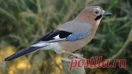 Gaio - Garrulus glandarius - Eurasian Jay
Habitat: Frequenta sobretudo zonas florestais, mas também pode ser visto em meio urbano, desde que aí existam árvores grandes, particularmente carvalhos.