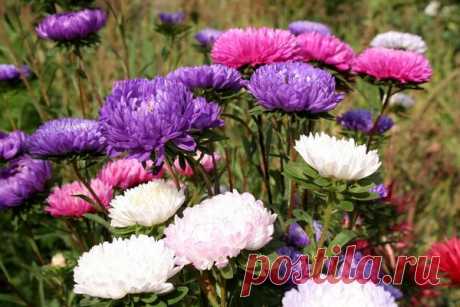 15 цветочных культур, которые нужно посеять на рассаду в апреле / рассада / 7dach.ru