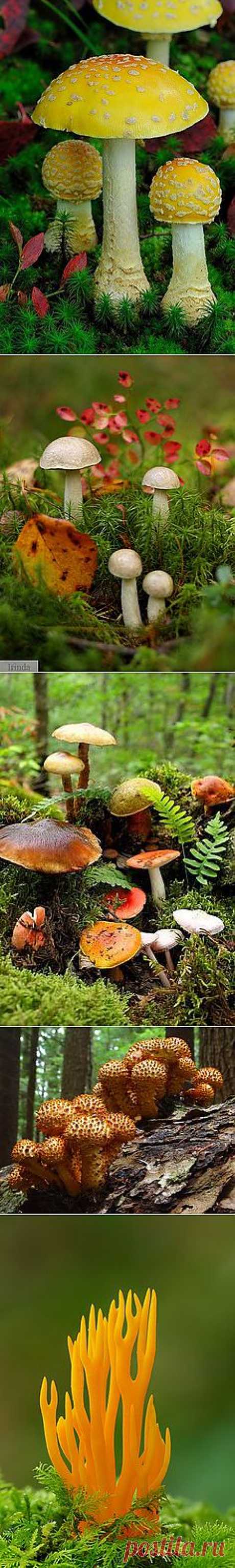 Paddenstoelen