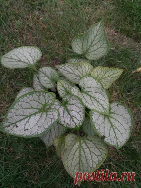 Бруннера крупнолистная &quot;Джек Фрост&quot; (Brunnera macrophylla &quot;Jack Frost&quot;)