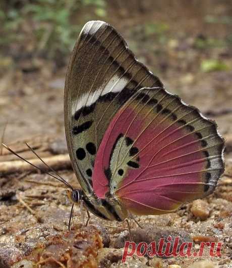 Pink Forester(Euphaedra xypete) photgraphed by hippobosca. is a butterfly in the Nymphalidae family. It is found in Guinea-Bissau, Guinea, Sierra Leone,… |  Pinterest: инструмент для поиска и хранения интересных идей