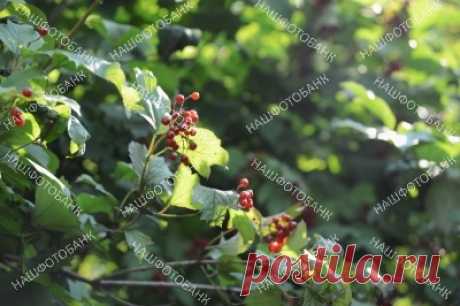 Калина, растительный фон Калина, красные ягоды и зелёные листья, растительны фон.