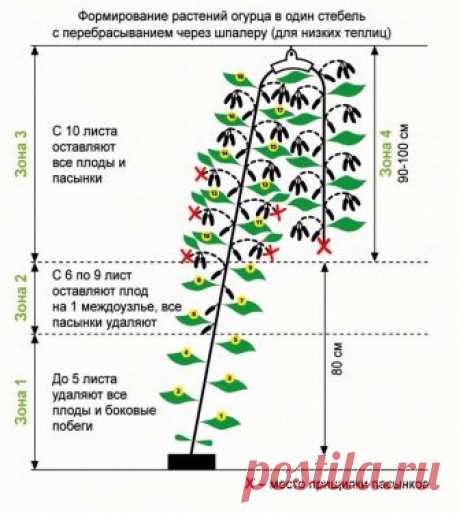 Мой опыт: Партенокарпические сорта огурцов ЛУЧШЕ всех!