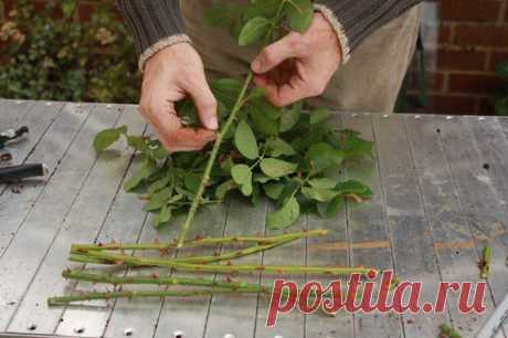 Выращиваем черенки розы в картошке | Дачные дела