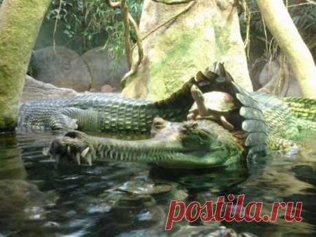 На данном снимке, сделанном пользователем социальной сети reddit - _iond_, мы видим, как черепаха оседлала крокодила, точнее гавиала. Действие происходило в зоопарке в Праге, Чехия.