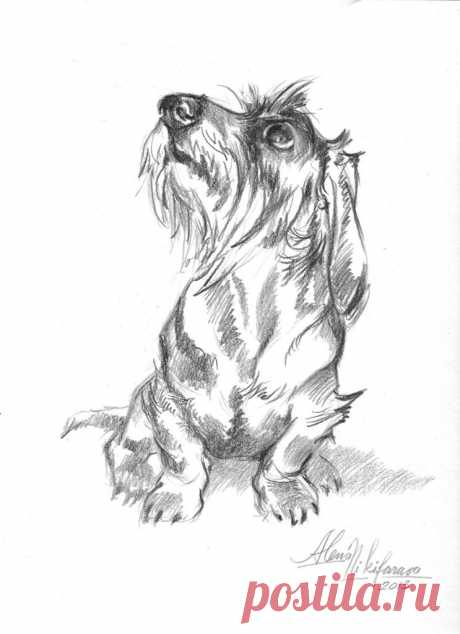 &quot;Young Wire Haired Dachshund Looking Up&quot; Sketch by Alena Nikifarava 8x10in | &quot;Молодой жесткошерстный такс смотрящий вверх&quot; НАБРОСОК автор Елена Никифорова