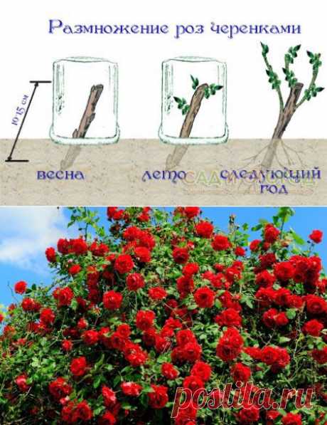 Размножаем розы черенками » Всё о цветах и садоводстве