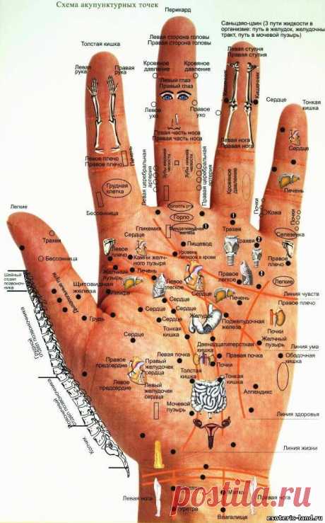Диагностика по кистям рук и ладоням - Аюрведа, рецепты, лечение - Каталог статей - ЭЗОТЕРИКА