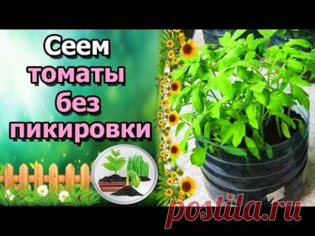 🍅ПРОСТЕЙШИЙ СПОСОБ ВЫРАЩИВАНИЯ ТОМАТОВ БЕЗ ПИКИРОВКИ!!!