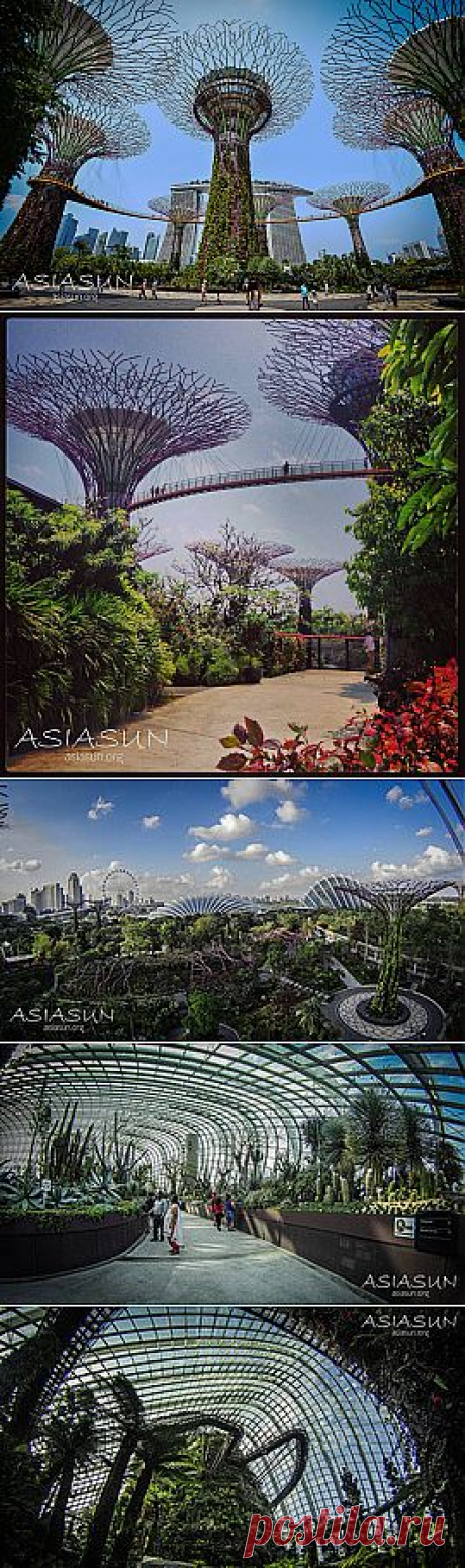 Рустория — Сады Сингапура - новый взгляд на растения