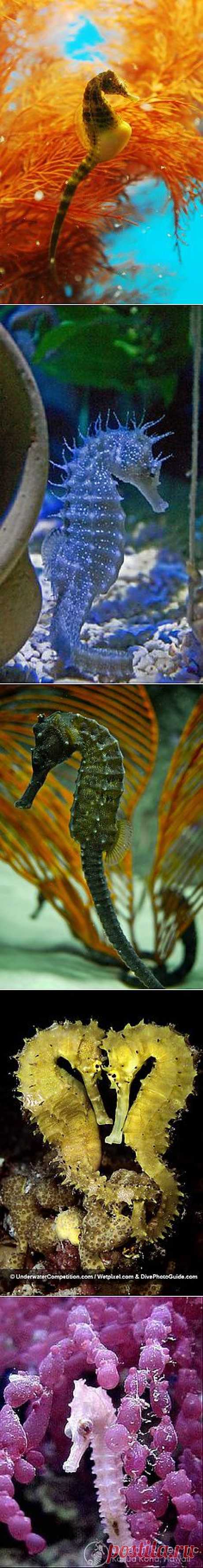 Seahorse (морские коньки)