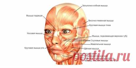 Йога для лица: выглядит странно, но работает - Лайфхакер