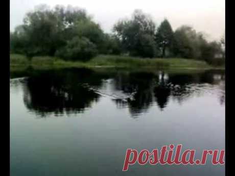 Шерхан(метис амстаффа) Аппорт на воде - YouTube