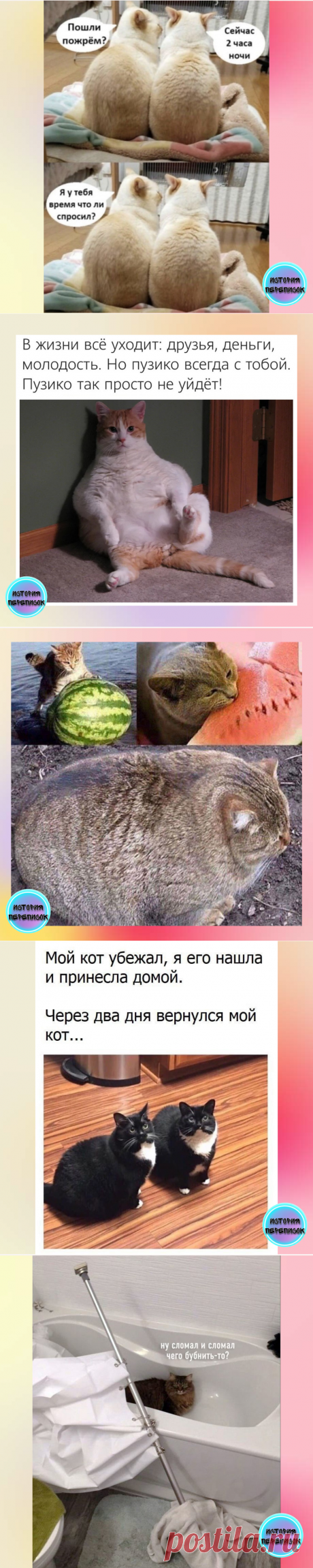 Топ 10 кото-мемов для отличного настроения | История переписок | Яндекс Дзен