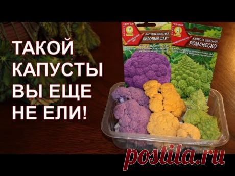 Такой капусты вы еще не ели!