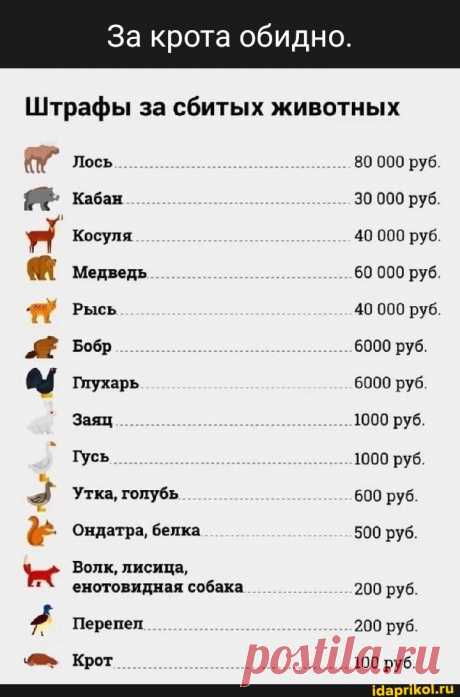 За крота обидно. Штрафы за сбитых животных Лось 80 000 руб кабан 30 000 руб Косуля 40 000 руб Медведь 60 000 руб Рысь 40 000 руб Бобр 6000 руб. 6000 руб Глухарь Заяц 1000 руб. Гусь 1000 руб Утка, голубь 600 руб Ондатра, белка 500 руб. Волк, лисица, енотовидная собака 200 руб. Перепел 200 руб Крот 100 руб. - ) / АйДаПрикол .)