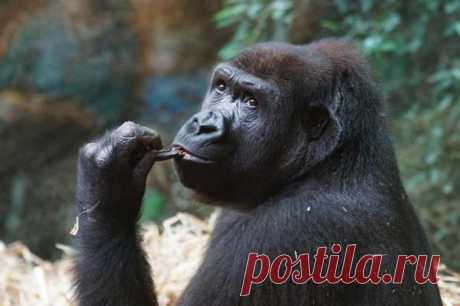 Горилла Кики проявила особый интерес к младенцу посетительницы зоопарка в Бостоне: видео