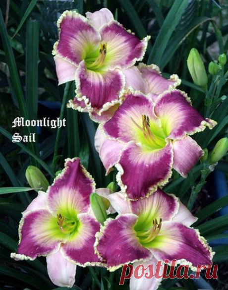 (125) Daylily (Hemerocallis 'Moonlight Sail') uploaded by Ladylovingdove | Hemerocallis (Daylily)