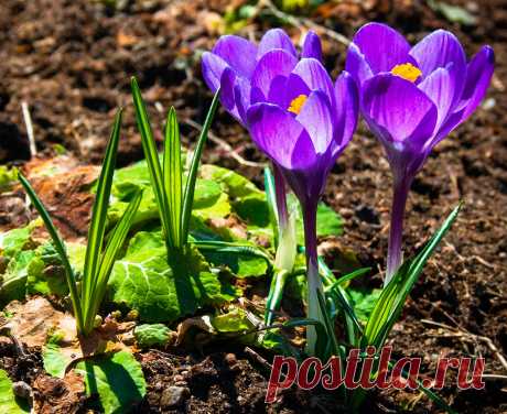 Многолетний садовый цветок Крокус (Crocus). Клубнелуковичный низкорослый бесстебельный многолетник. Листья зеленые, с беловатой продольной полосой посередине, отрастают вместе с цветками или после цветения. Цветки одиночные, реже по 2-3, колокольчато-воронковидные, разнообразной окраски, некоторые обладают приятным ароматом. Цветет рано весной или осенью.

Основные виды.
Весеннецветущие: к.весенний (C.vernus) - клубнелуковица сплюснутая; листья темно-зеленые; цветки лиловые, белые.