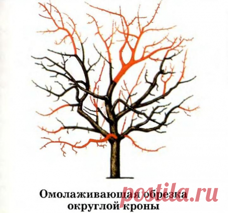 В саду надо «ГНУТЬ», гнуть Яблони, а не спину. Как заставить плодоносить яблони и увеличить Урожай | Сад, огород, наука и ... лень | Яндекс Дзен