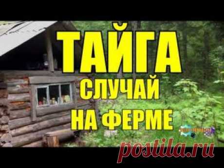 ОХОТА НА ТИГРА ЛЮДОЕДА СЛУЧАЙ В ТАЙГЕ