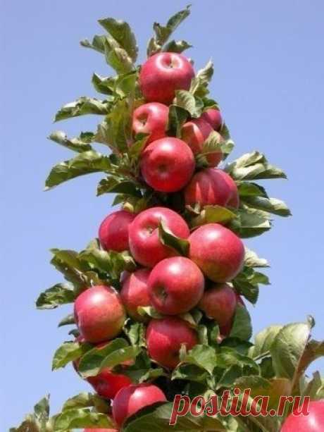 Колонновидная яблоня - Садоводка