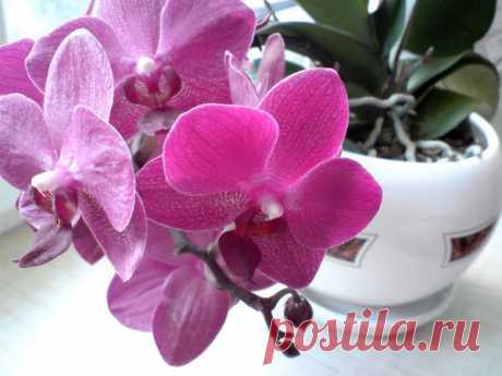 Как правильно ухаживать за орхидеей в домашних условиях | Цветы в квартире и на даче – от Радзевской Виктории | Яндекс Дзен