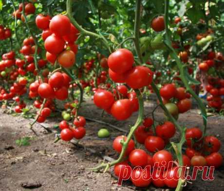 9 секретов хорошего урожая помидоров