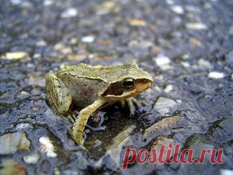 Frog wallpaper | Animalwallpapers.in