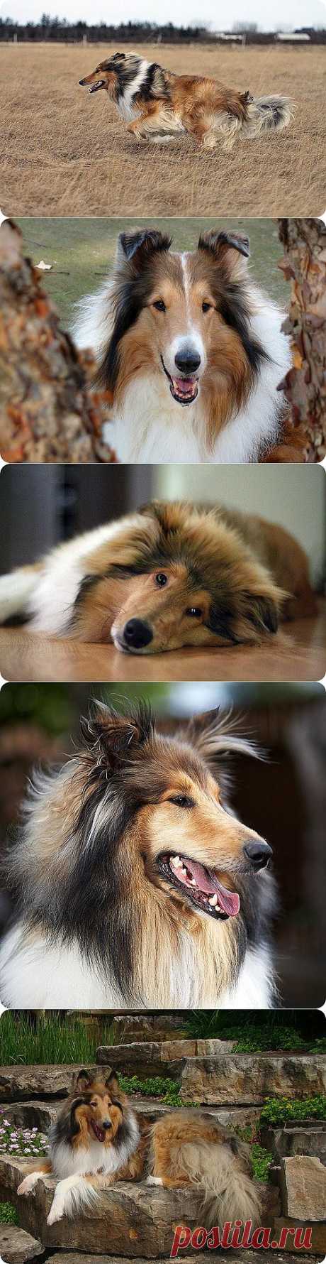 Колли (Шотландская овчарка), фотографии собак породы Колли