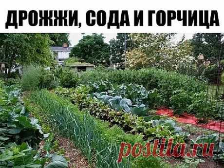 Огороду пригодится: дрожжи, сода и горчица

Знающие огородники давно и с большим успехом используют в аграрных целях кефир, молочные продукты, сыворотку, каменную соль, соду, дрожжи, горчицу (порошок) и даже... кока-колу!

БЕЗ СОДЫ – НИКУДА

Сода – универсальный помощник и спаситель в огороде. Например, чтобы защитить созревающий виноград от серой гнили и повысить содержание сахара в ягодах, опрыскайте виноградник в период созревания ягод слабым содовым раствором (75 г сод...