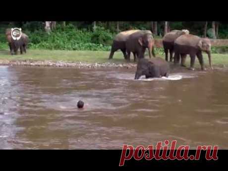 Слониха бросилась спасать плывущего по реке человека