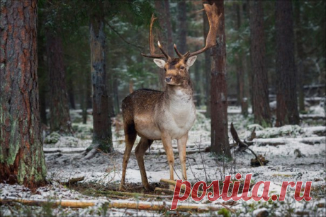 Спокойной ночи от красавчика! Автор фото – Влад Соколовский.