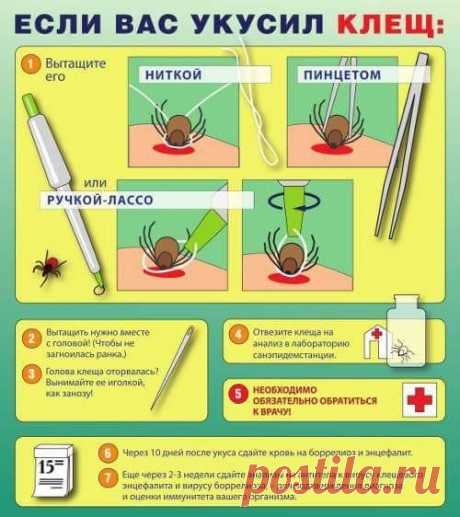 Если вас укусил клещ