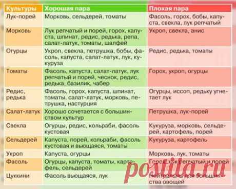 Совместные посадки: таблица-памятка | Сайт о саде, даче и комнатных растениях.