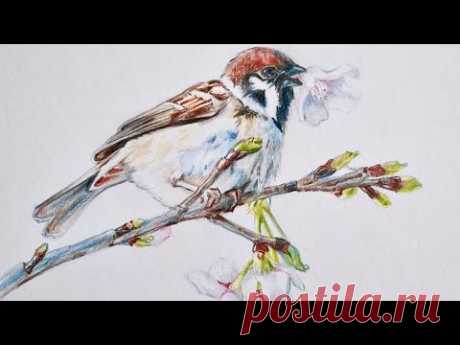 Птица цветными карандашами от художника Лады Сахаровой. &quot;Весенний воробей&quot; Полный урок длится 2ч50м
