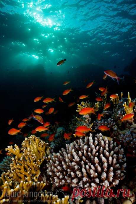 Red Sea .. shot during sunset. Marsa Alam, Eypt.