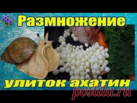 Размножение улиток ахатин – от беременности до появления утилят