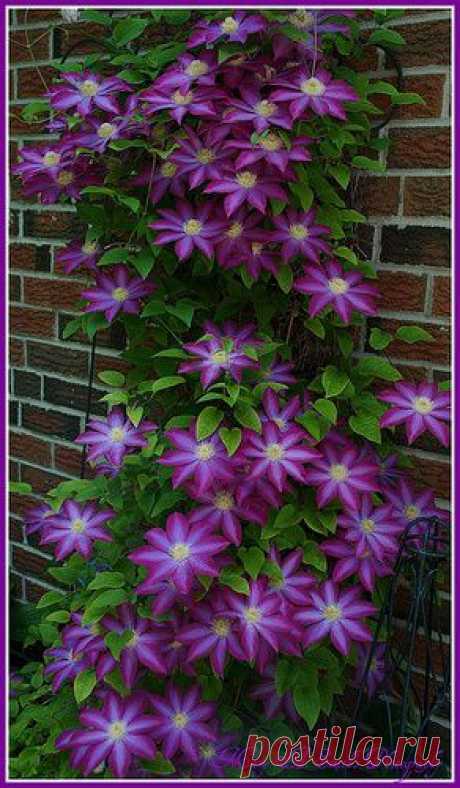 Clematis.