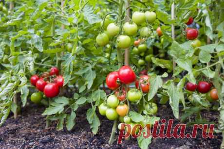 15 секретов выращивания томатов в открытом грунте. Полив, мульча, подкормки. Фото — Ботаничка.ru