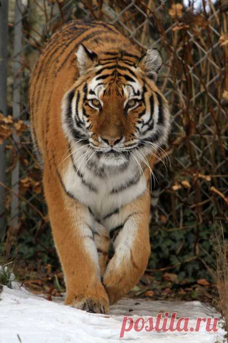 alltiger:
“Tiger 02 by LydiardWildlife
”