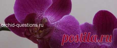 Как правильно поливать орхидеи | Орхидеи: вопросы и ответы