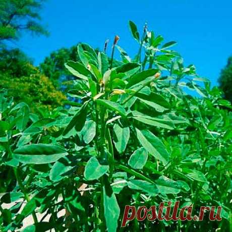 Лекарственное растение Пажитник сенной (Trigonella foenum-graecum). Однолетнее растение с сильным ароматом высотой 10-50 см. Корень мощный, стержневой. Побеги прямостоячие или лежащие на земле. Листья черешковые, тройчатые, листочки на концах зубчатые. Цветки бледно-желтые; венчик длиной около 1,8 см, у основания фиолетовый. Цветки одиночные или по 2 в пазухах листьев. Бобы длиной до 10 см, стоят перпендикулярно, прямые или слегка изогнуты, с клювиком длиной 2-3 см.