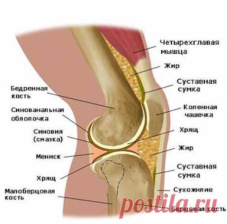 Неизвестная ранее связка была открыта в коленном суставе человека | Азбука здоровья