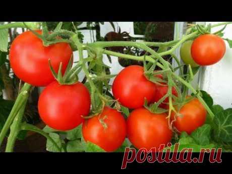Выращивание помидоров на балконе. GuberniaTV - YouTube